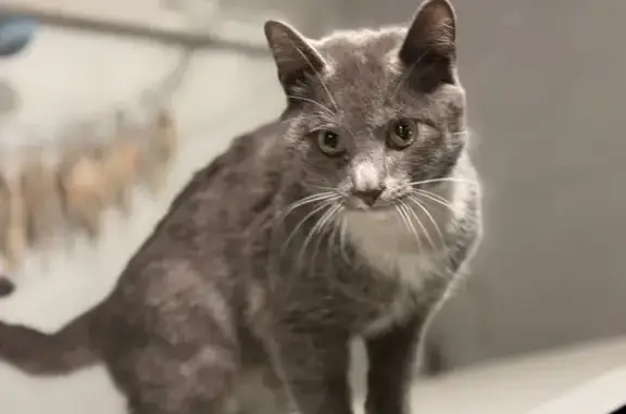 Найдена кошка, Черемхово, фото: Кошка найдена на ул. Старостина, Черемхово