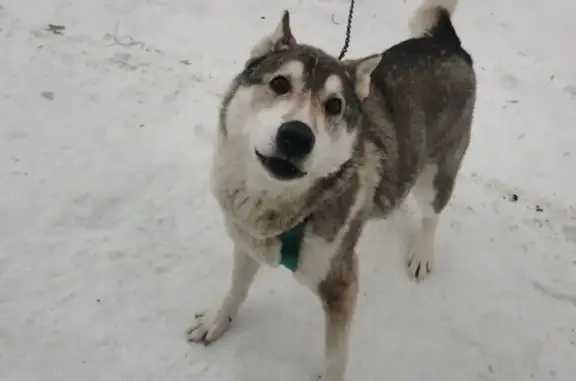 Пропала собака, Бердск, Новосиб. обл. - photo