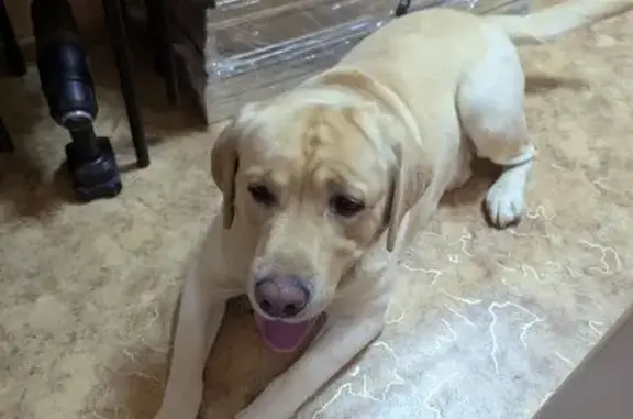 Найдена собака, Камышин, фото: Лабрадор найден: Текстильная 22, Камышин