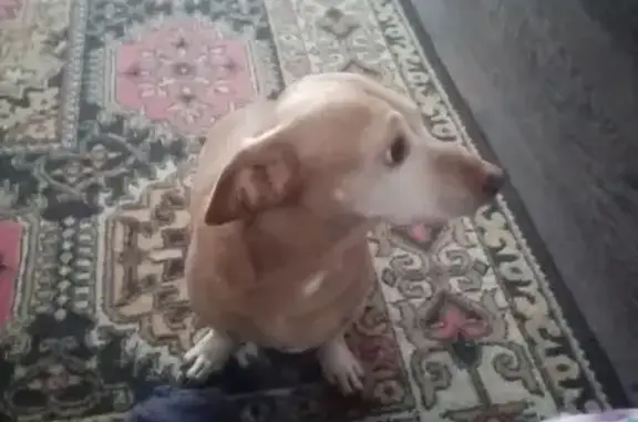 Пропала собака, Ямская ул. 22, Саратов - photo