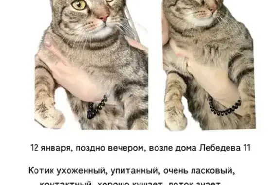 Найдена кошка, Томск, фото: Кот найден у Лебедева 11, Томск