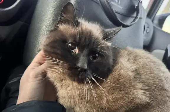 Найденные животные Казань, фото: Кот найден на Космонавтов 61, Казань