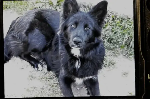 Пропала собака, Емельяновская 4, Емельяново - photo