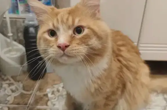 Найдена кошка, Северск, фото: Найдена кошка, Пионерская 12, Северск