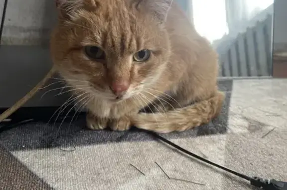 Найдена кошка, Томск, фото: Найдена кошка, ул. Энтузиастов, 9, Томск