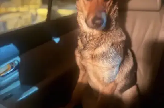 Собака найдена, ул. Интернационалистов 8/2 - photo