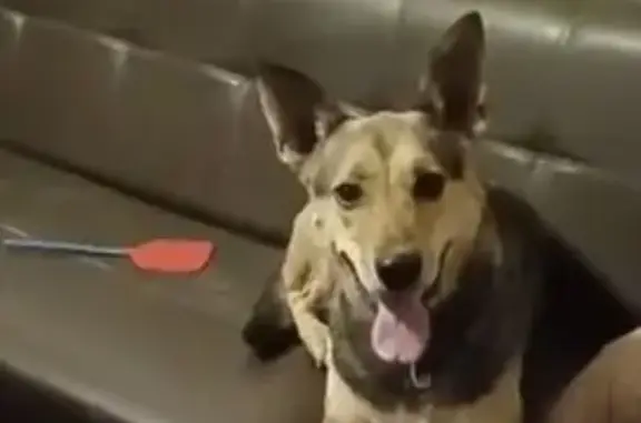 Пропала собака, ул. Щаденко 24, Таганрог - photo