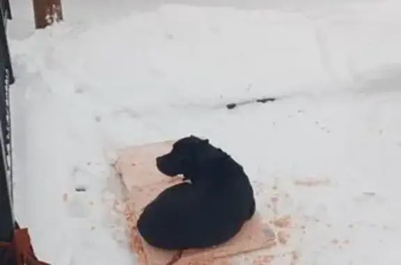 Найдена собака, Стрельна, фото: Лабрадор найден на ул. Связи, 30, Стрельна