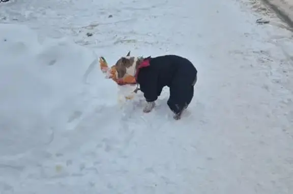 Найдена собака, Домодедово, фото: Потерялась собака, Зелёная ул., 58, Домодедово
