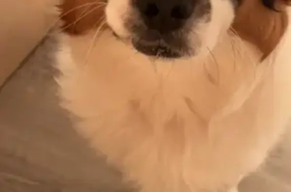 Пропала собака Бим, Ступино, МО - photo