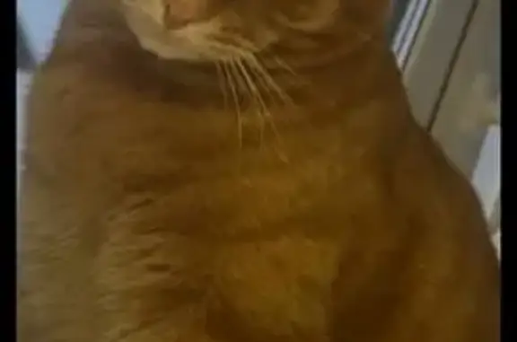 Пропала кошка, Екатеринбург, Нижний Тагил - photo