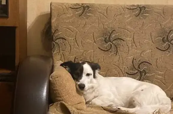 Пропала собака, Ломоносов, СПб - photo