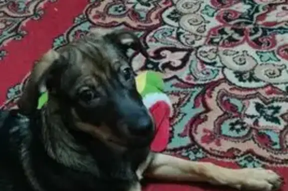 Найдена собака, Липецк, фото: Найдена собака, ул. Яна Фабрициуса, Липецк