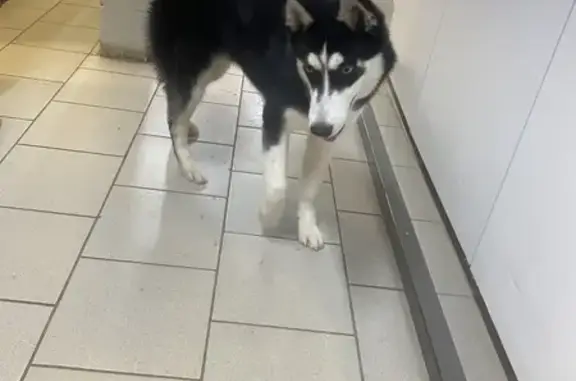 Найдена собака, Волгоград, фото: Собака в Пятёрочке: пр. Героев Сталинграда 10а