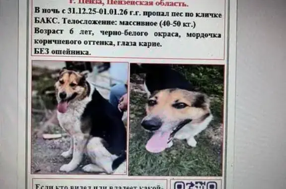 Пропала собака, Степановский с/с, Пенза - photo