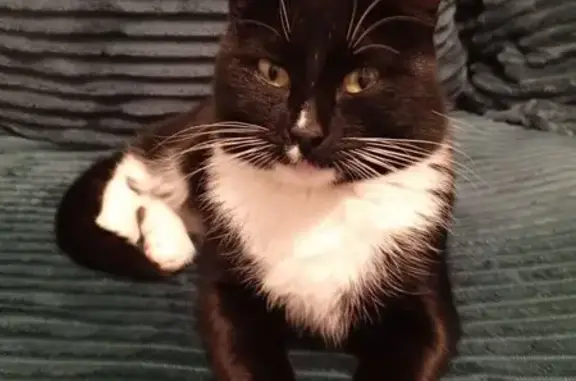 Объявления о пропавших и найденных животных, Нягань, фото: Пропала кошка, Западная ул. 2, Нягань