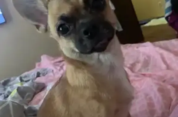 Пропала собака, Тепличная 22, Воронеж - photo