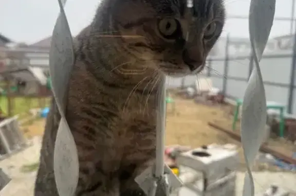 Объявления о пропавших и найденных животных, Славянск-на-Кубани, фото: Пропала кошка, Троицкая ул. 260, Славянск