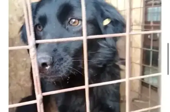 Найдена собака, Артём, фото: Собака найдена на Уткинской улице, Артём