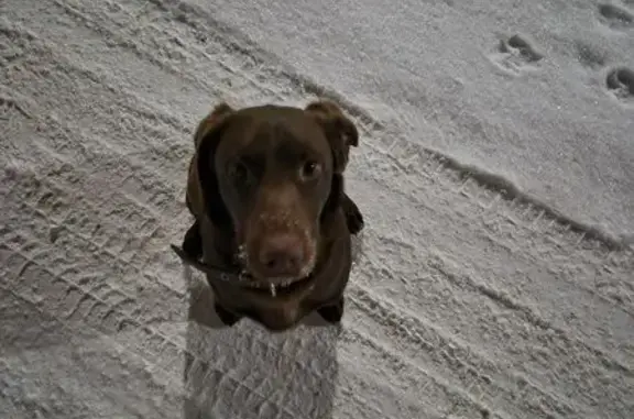 Найдена собака, Молодёжный, фото: Собака найдена: ул. Есенина, Молодёжный