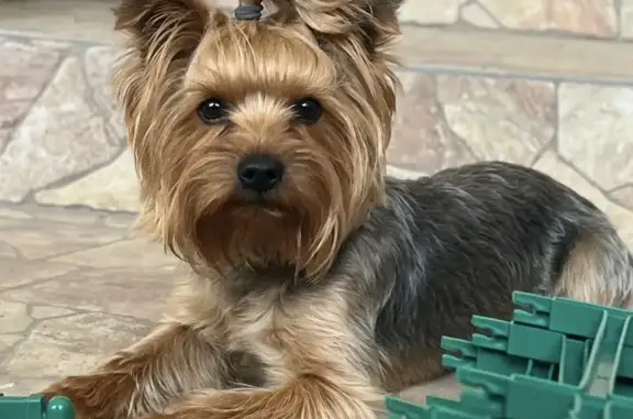 Пропала собака, Волжская ул. 17, Красный Сулин - photo