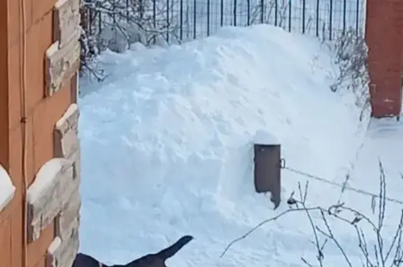 Найдена собака, Настасьино, фото: Лабрадор найден у Лесной 7 и Сиреневой 113