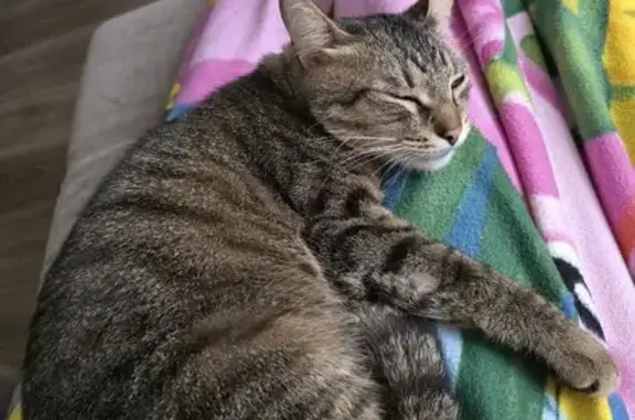 Пропала кошка, Комсомольская 20, Тула - photo