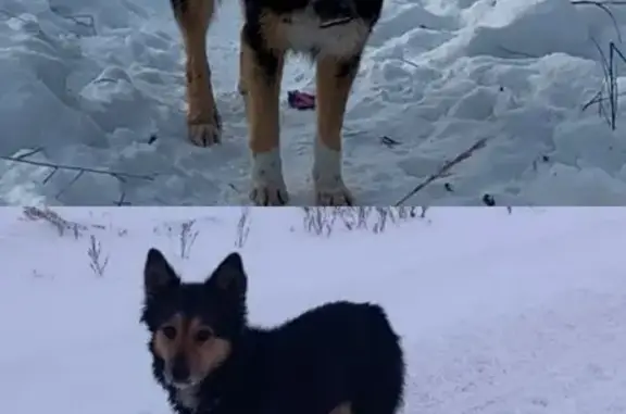 Пропала собака на Лучистой улице, Екатеринбург - photo