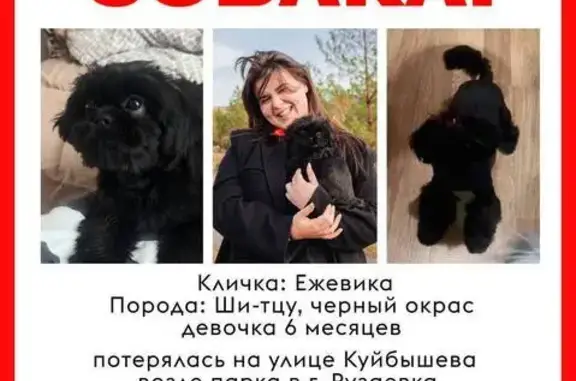 Пропала собака, ул. Куйбышева 83, Рузаевка - photo