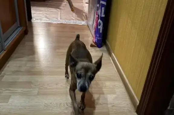 Объявления о пропавших и найденных животных, Москва, фото: Собака найдена, Булатниковская ул., Москва