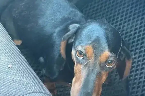 Найдена собака, Чита, фото: Такса найдена: Баргузинская ул, 41, Чита