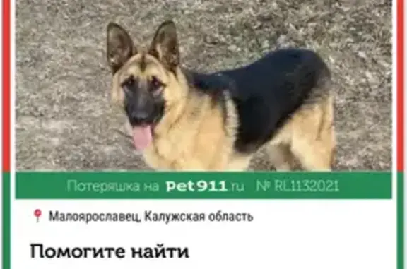 Пропала собака, Село Маклино, Калуга - photo