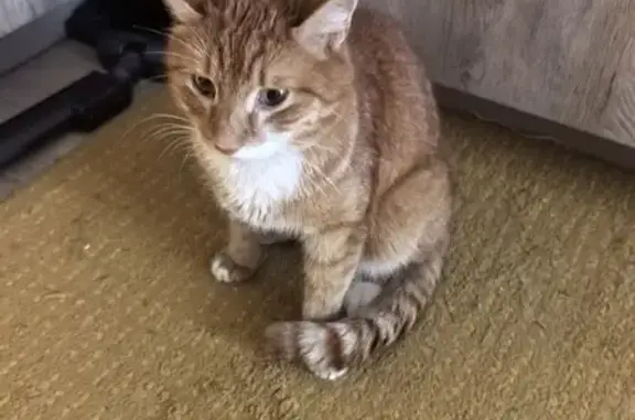 Объявления о пропавших и найденных животных, Нижний Новгород, фото: Кошка найдена: Вербная 15, Н. Новгород