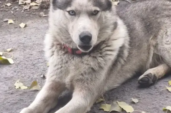 Найдена собака, Липецк, фото: Хаски найден: Гвардейская 11, Липецк