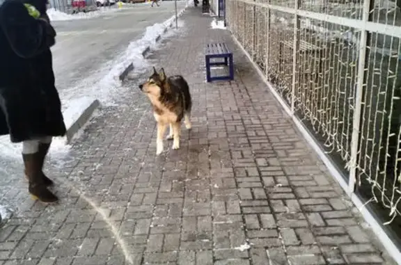 Найдена собака, Калининград, фото: Собака найдена на Дзержинского, 35