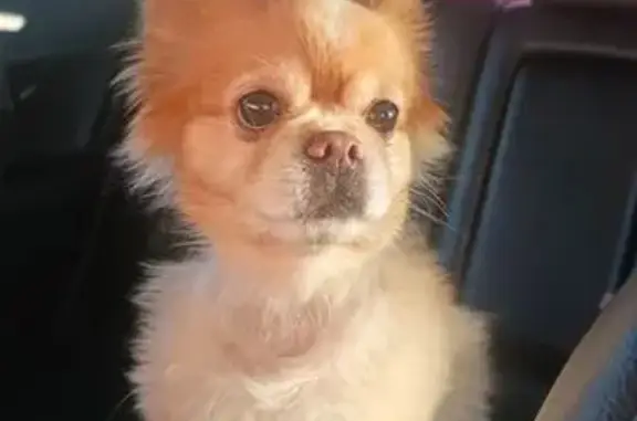 Найдена собака, Уфа, фото: Найдена собака, Уфа, Кольцевая 36