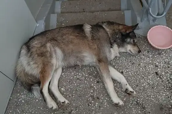 Найдена собака, Новосибирск, фото: Собака найдена на Комсомольской, 4, Новосибирск