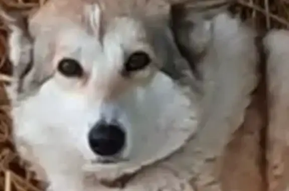 Пропала собака, Старое Перевесово - photo