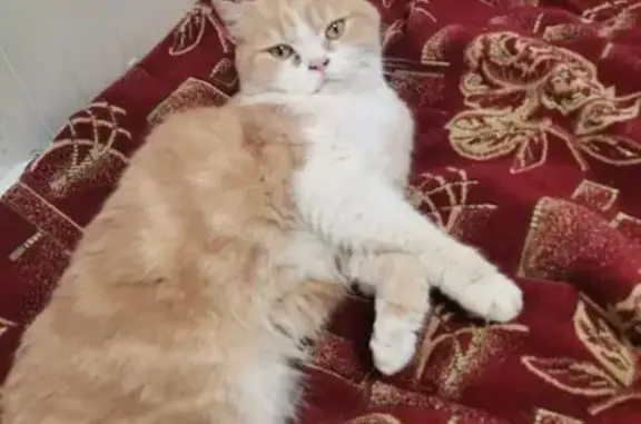 Объявления о пропавших и найденных животных, Подольск, фото: Кошка найдена: Садовая ул., Щербинка