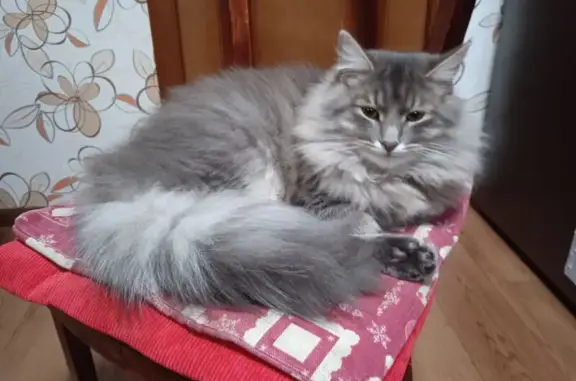 Кошки потеряшки, Пенза, фото: Потеряшка кошка, Пенза, Пензенская обл.