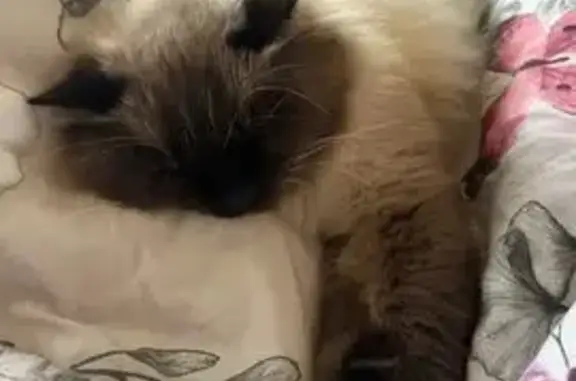 Пропала кошка, Красная ул. 97, Кущёвская - photo