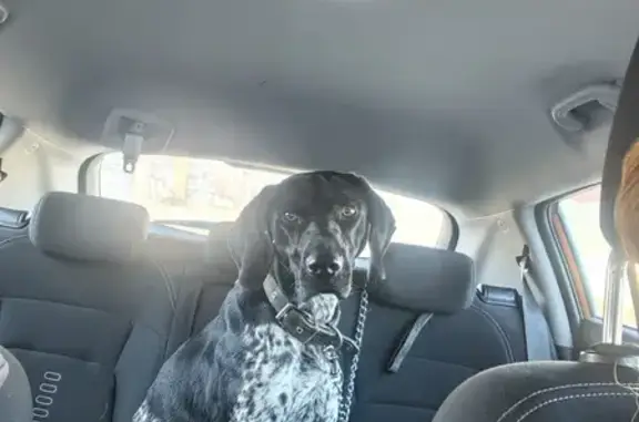 Найдена собака, Ставрополь, фото: Курцхар найден, ул. Парижской Коммуны, 1