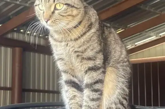 Объявления о пропавших и найденных животных, Электросталь, фото: Пропал котик Мотя, 49, Электросталь