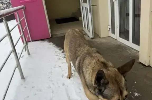 Найдена собака, Российский, фото: Собака в Магните на Парижской, 1