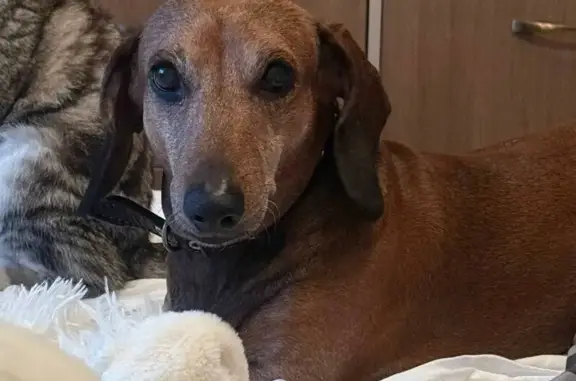 Пропала собака, Семилуки - photo