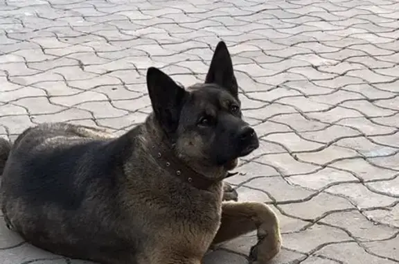 Пропала собака, 41К-021, Пашское СП - photo