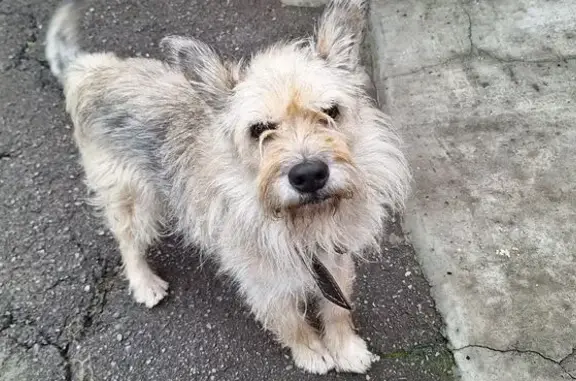 Пропала собака, Пирамидная ул., Ростов-на-Дону - photo