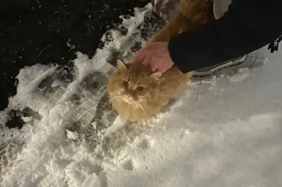 Найдена кошка, Зарайск, фото: Кошка найдена в Зарайске, МО