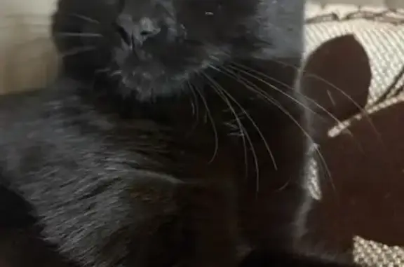 Пропала кошка, Новокарьерная 77, Липецк - photo