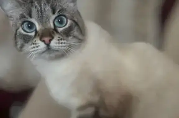 Пропала кошка, ул. Тельмана, 106 - photo